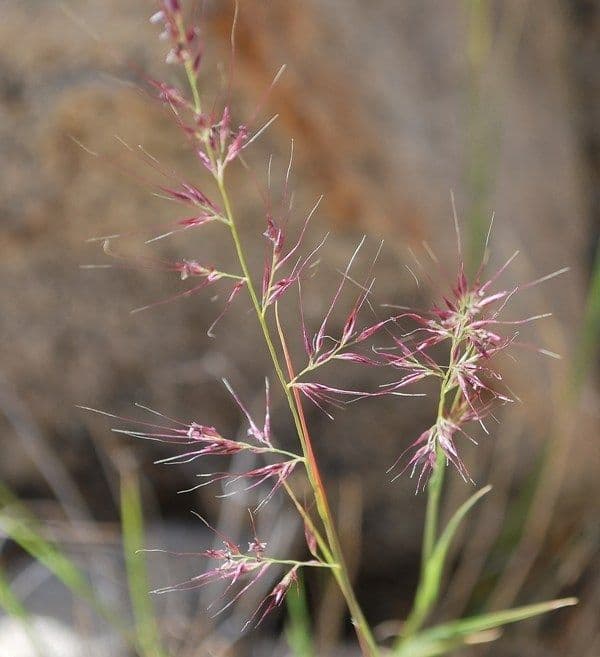 Muhlenbergia 3
