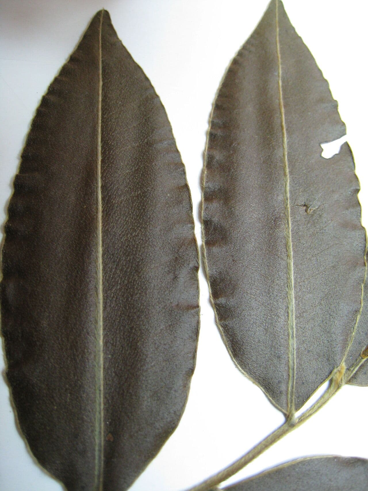 Ebano 8