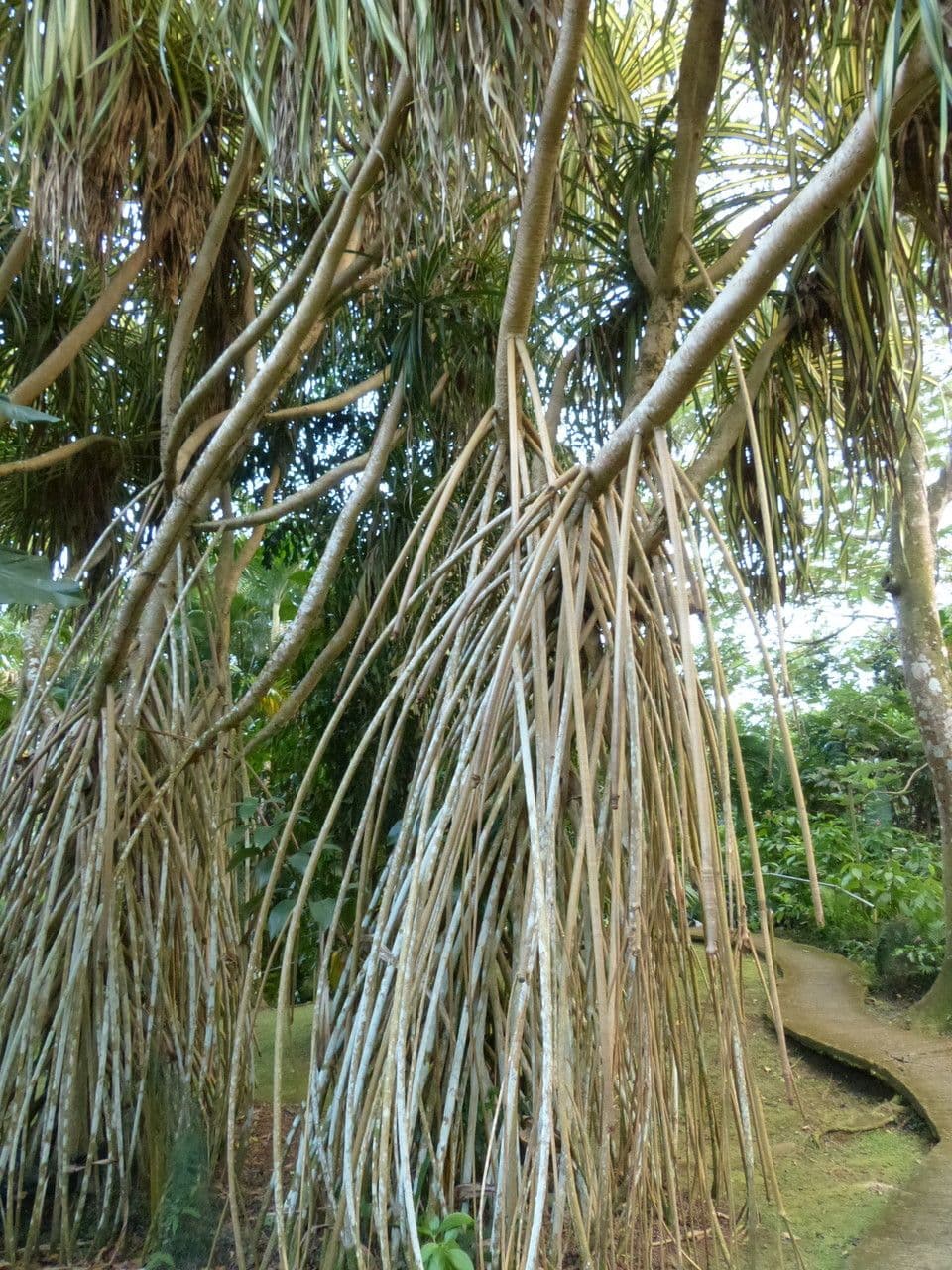 Pandanus tectorius 28