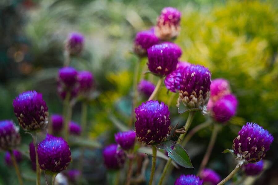 Gomphrena globuleuse 6