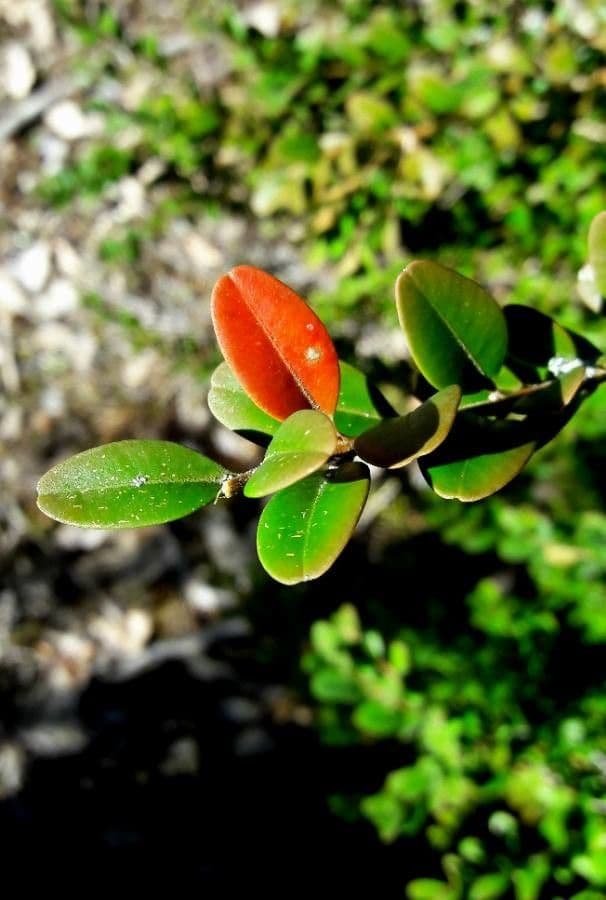 Bosso sempreverde 19