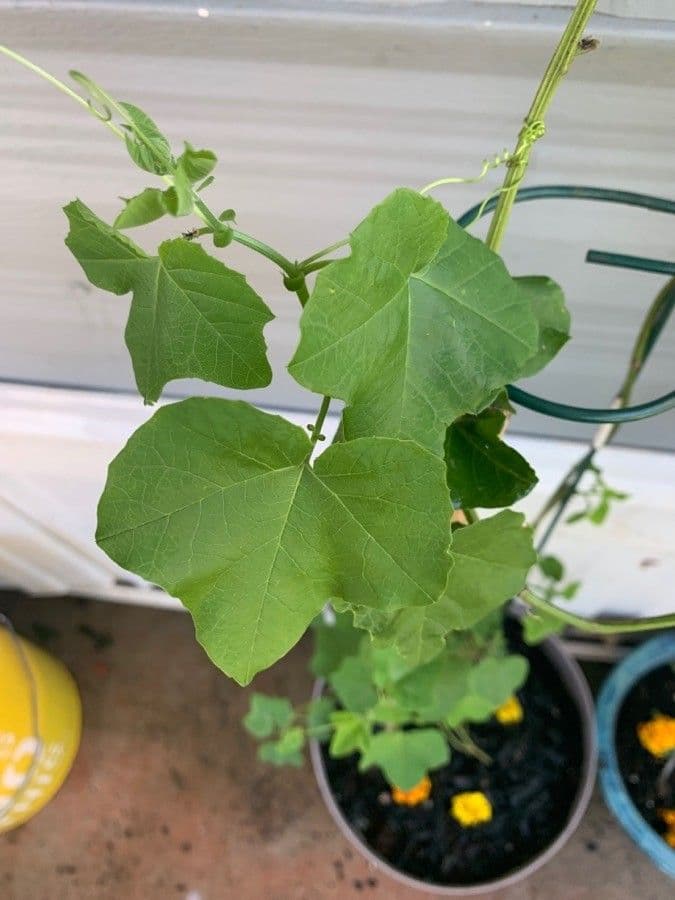 Passiflora morifolia 6
