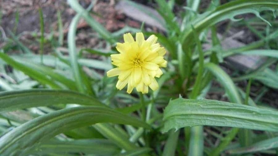 Microseris lanceolato 2