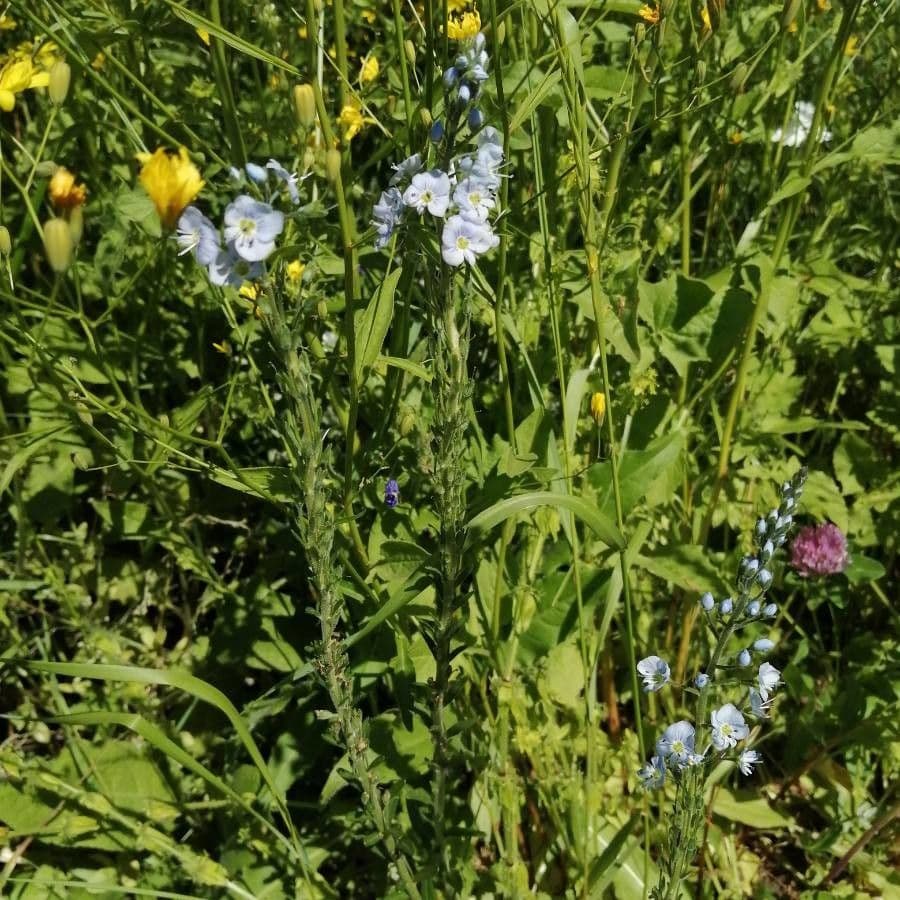 Veronica gentianella 11
