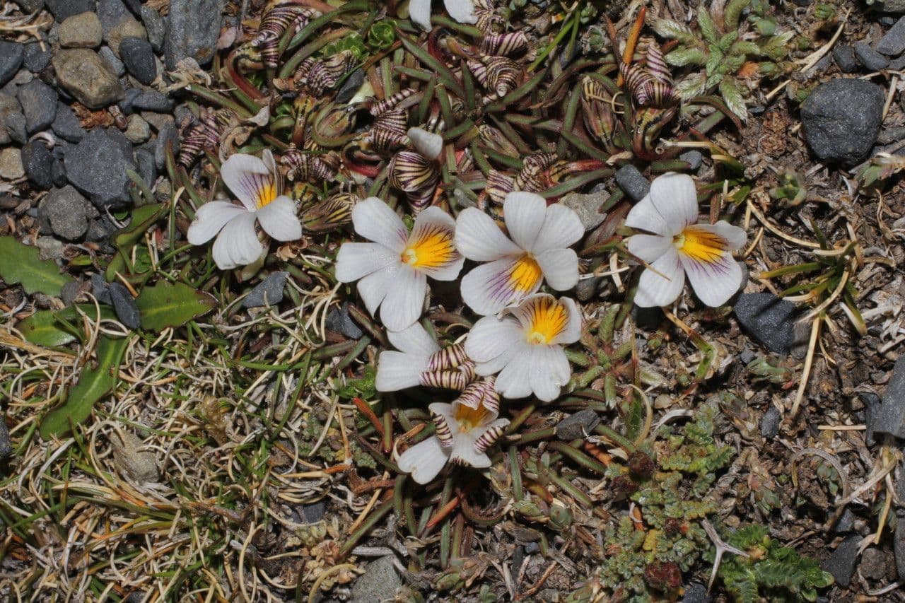 Veilchen 3