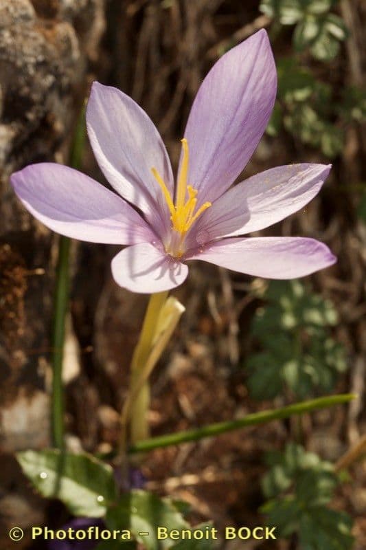 Zafferano di Goulimis 2
