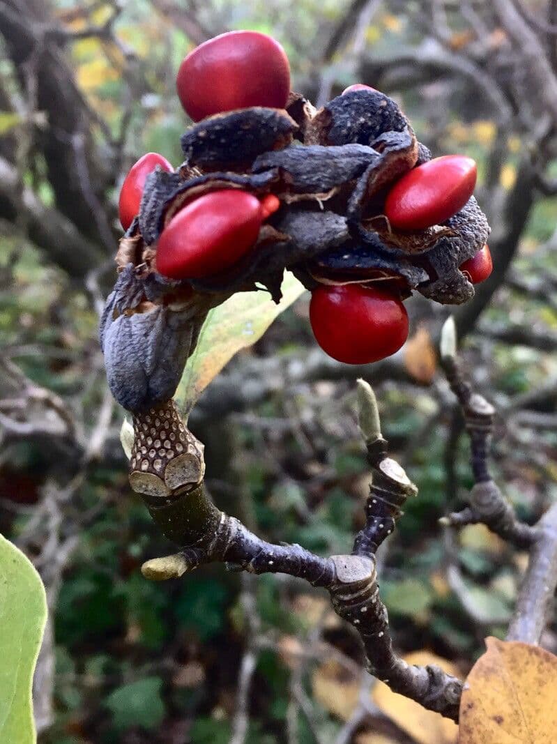 Magnolier 2