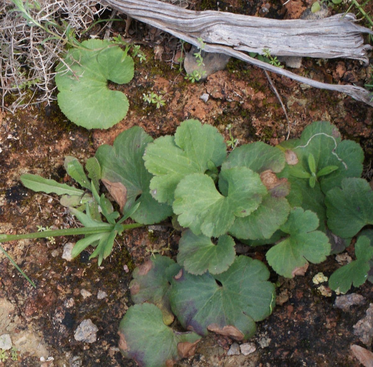 Anemone palmata 17