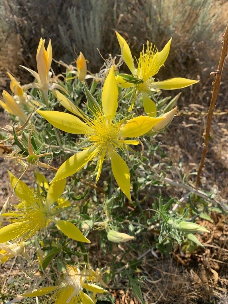 Mentzelia 3