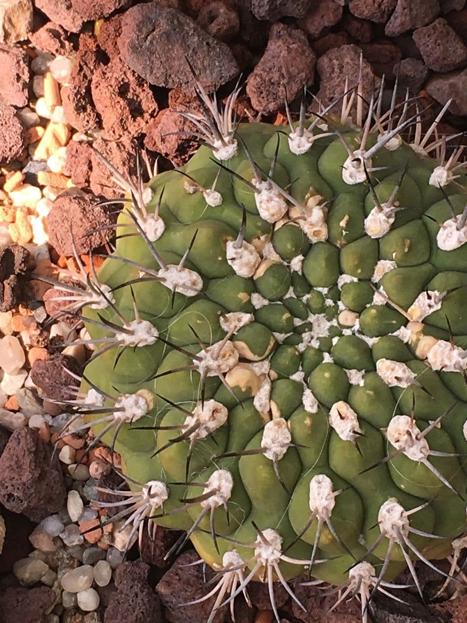 Gymnocalycium 8