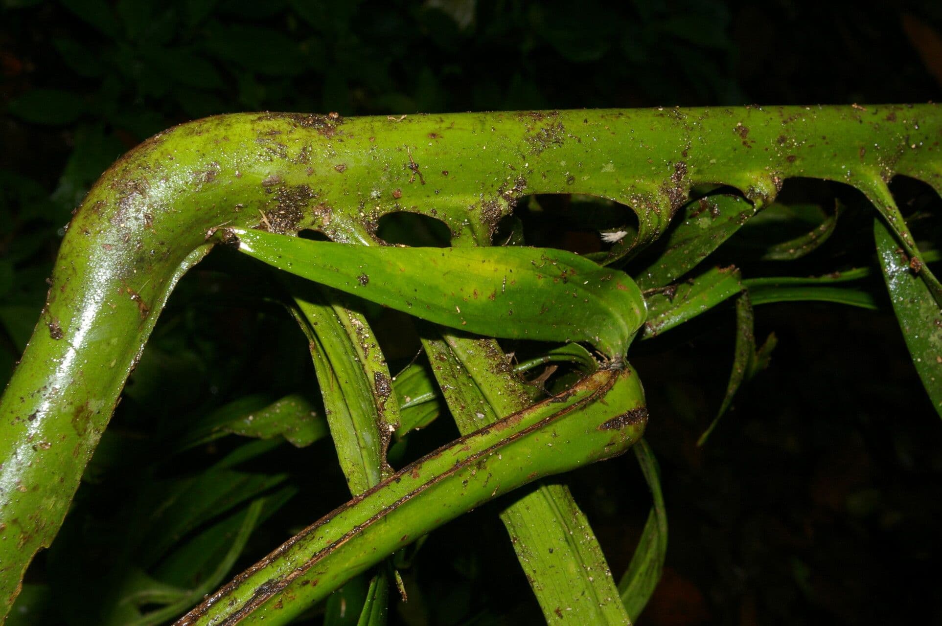 Monstera 3