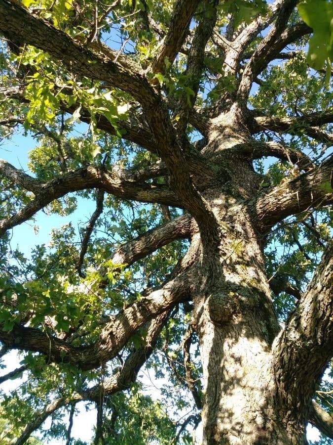 Roble estrellado 16