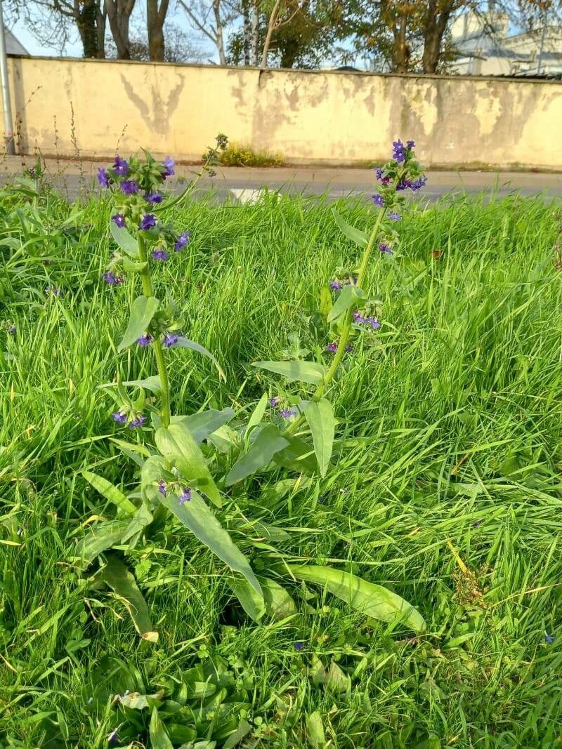 Lingua di bue officinale 12