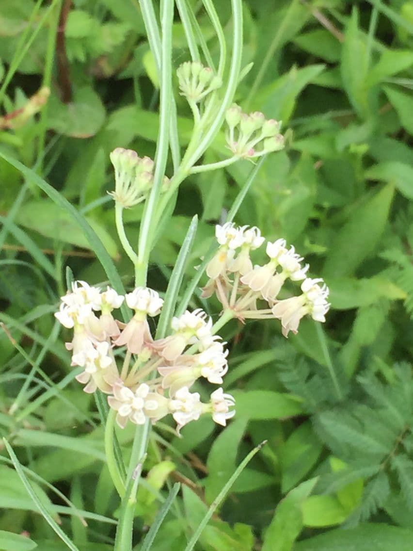 Asclepias lineare 3