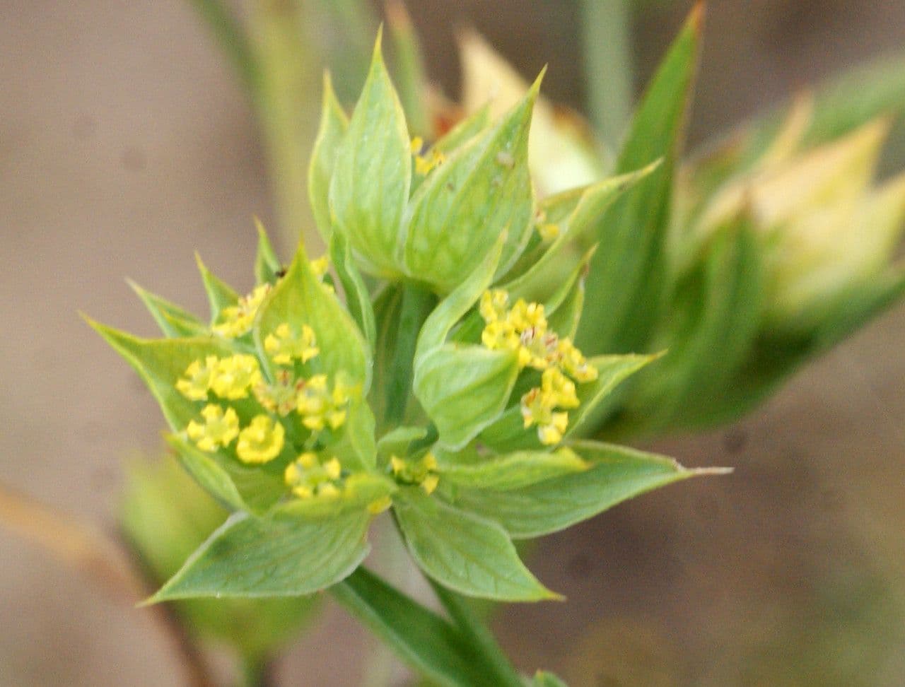 Bupleurum di Balden 6
