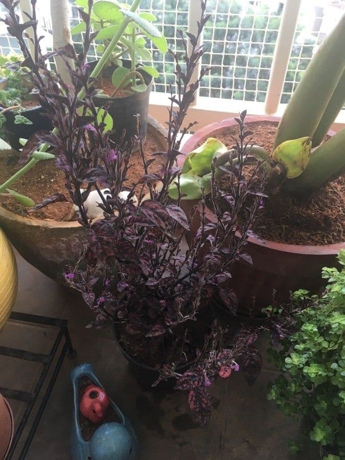 Hedeoma nano 10