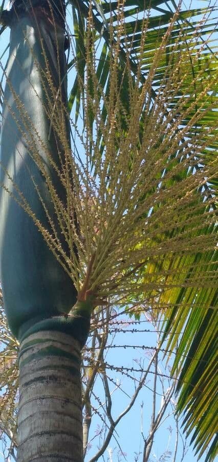 Açai 7