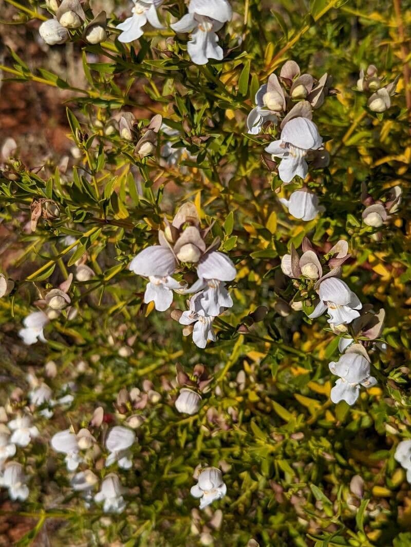 Prostanthera striatiflora