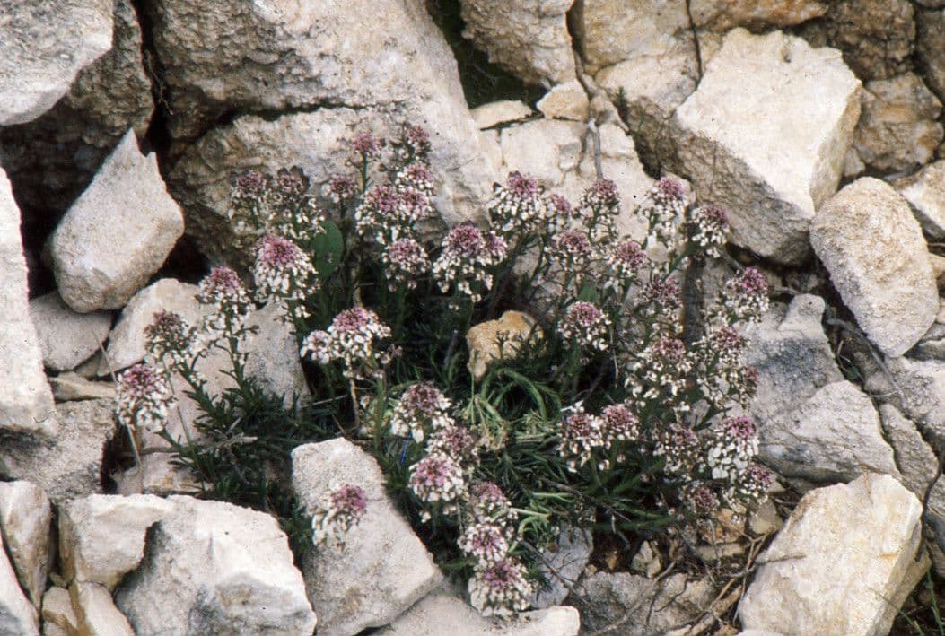 Felsen-Schiffchen 13