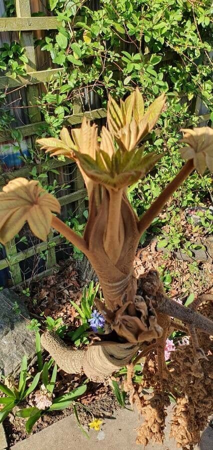 Cecropia 3