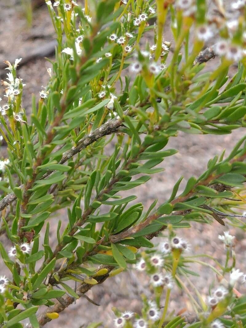 Conospermum 4