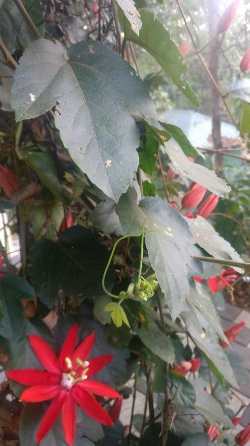 Perfumed passionflower 23