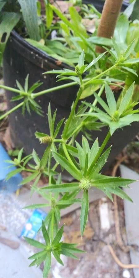 Eryngium foetidum 7