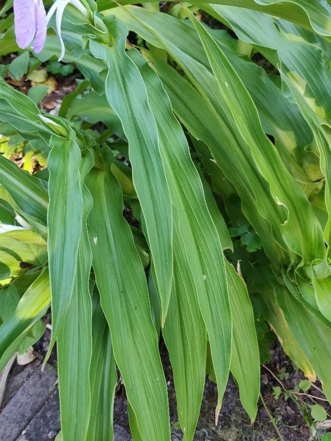 Roscoea 12