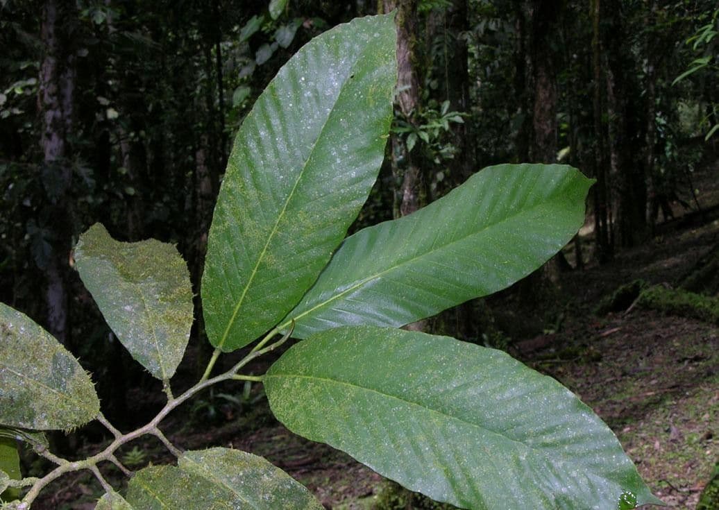 Dipterocarpus