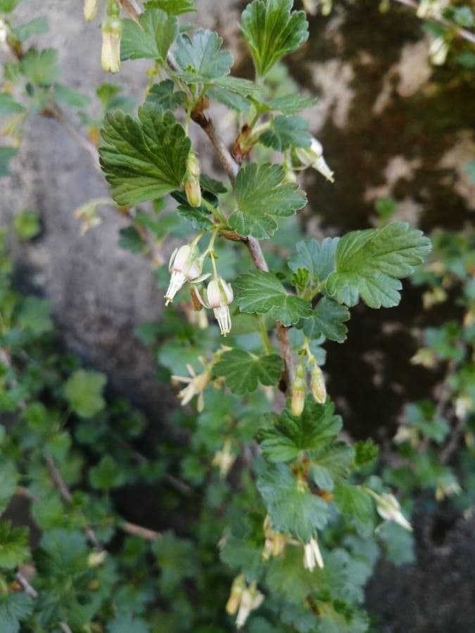 Ribes 3