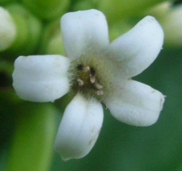 Brahmi 3