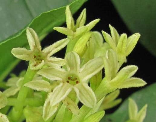 Cestrum strapcovité 9