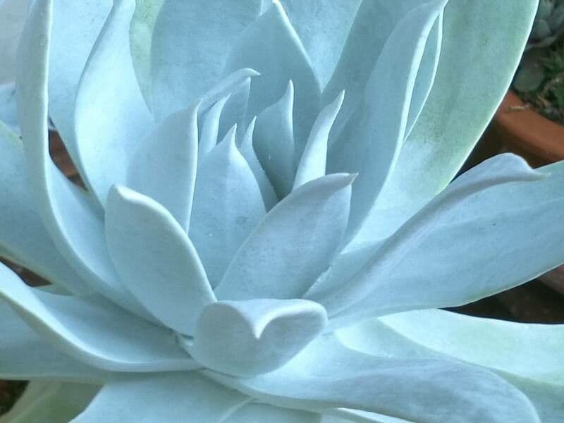 Dudleya Brittonova 9