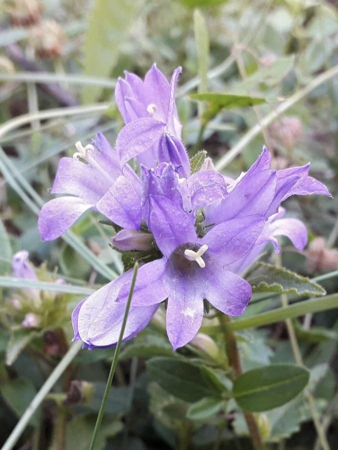 Campanula agglomerata 9