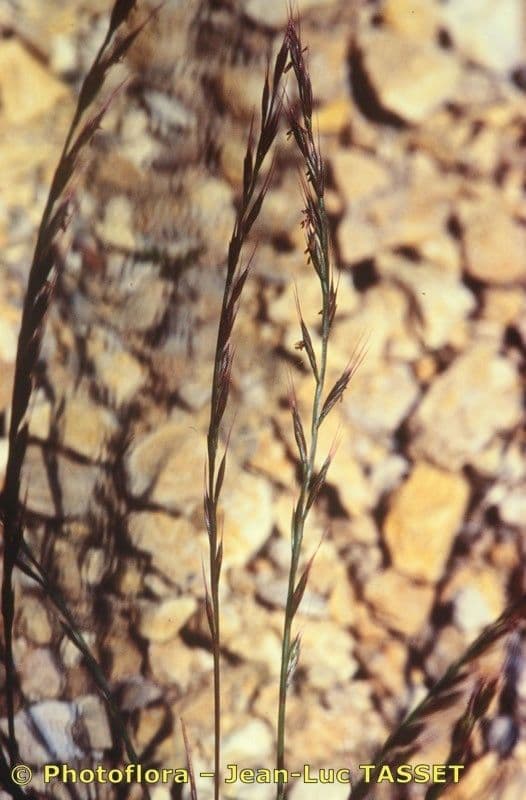 Vlasovka jednostranná 5