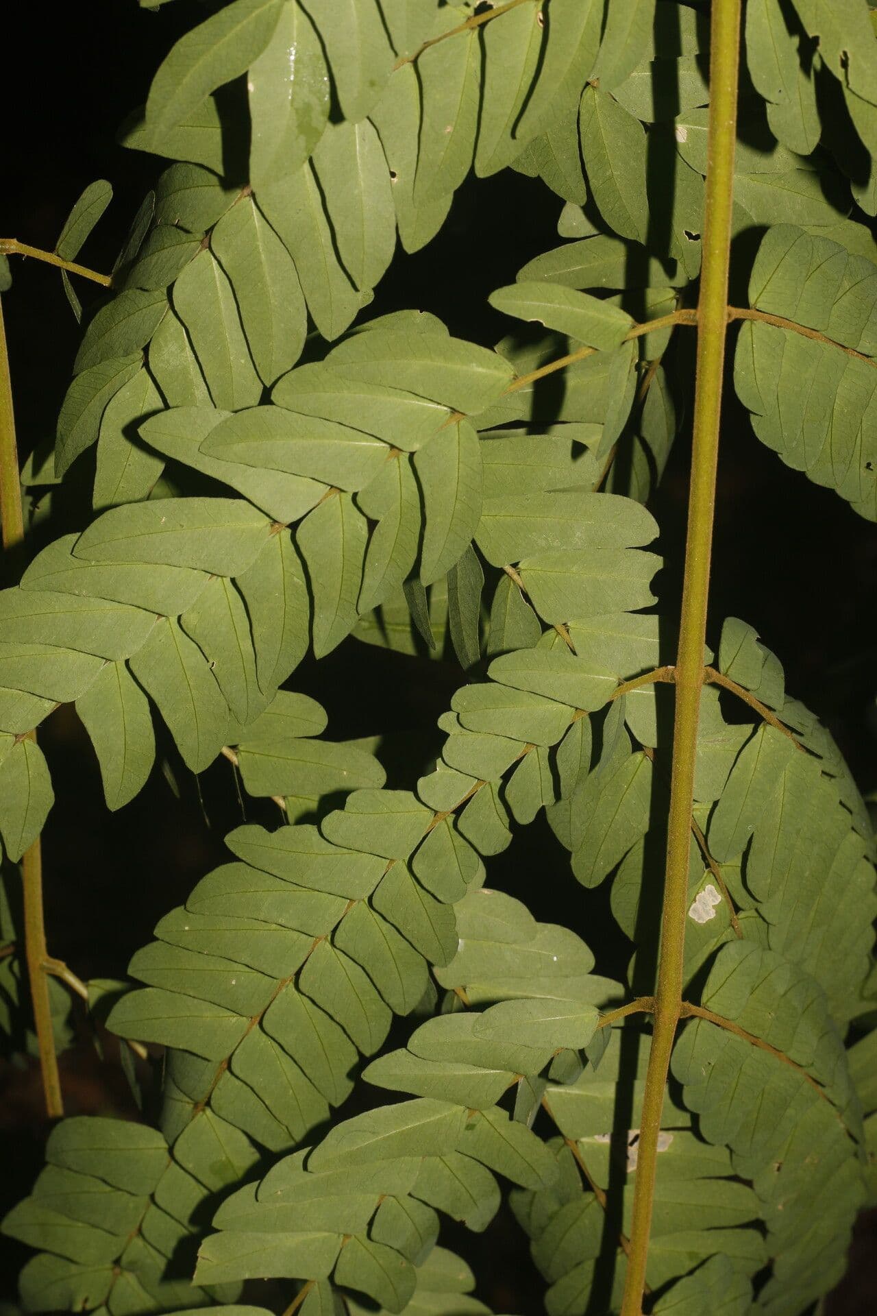 Jupunba 7