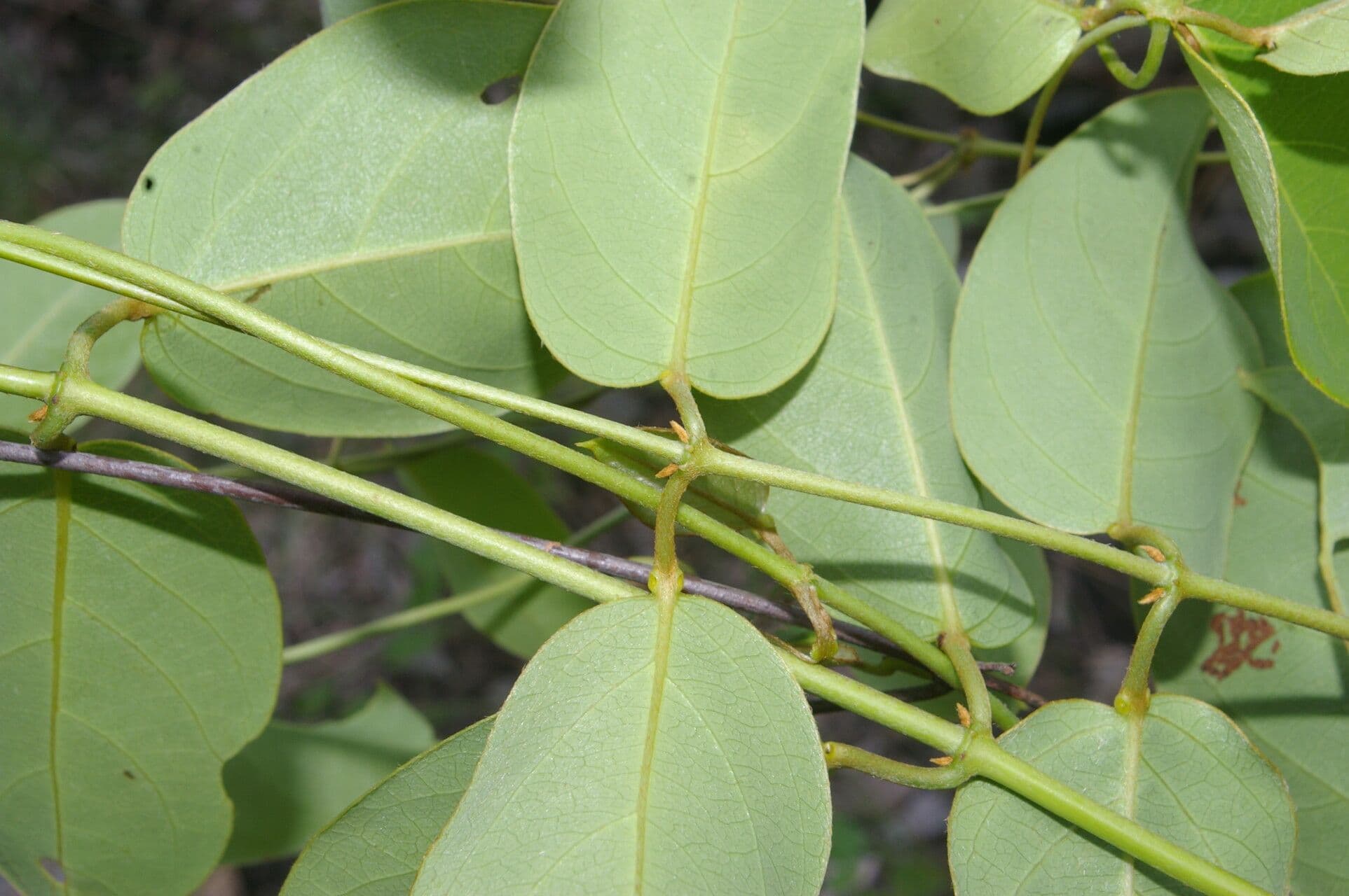 Stigmaphyllon 11