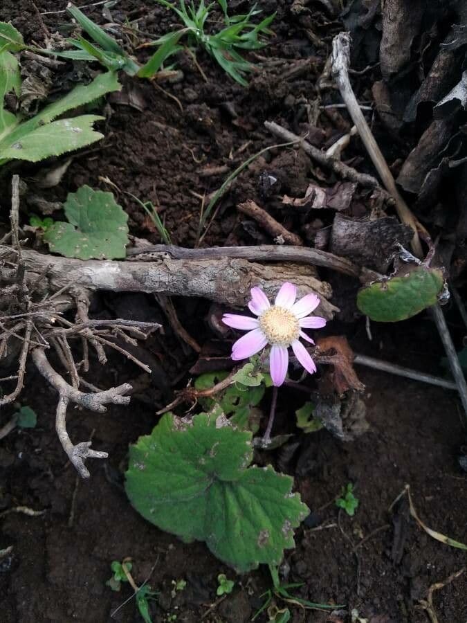 Pericallis 5