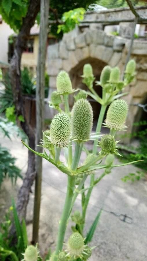 Panicaut 8