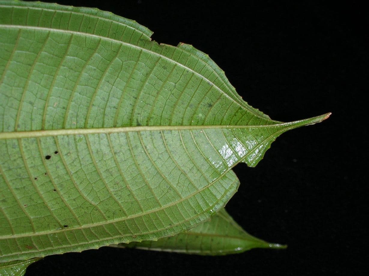 Conostegia luquillo 17