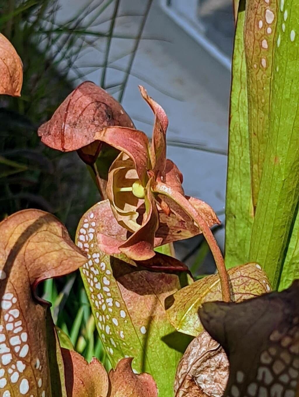 Sarracenia minore 19