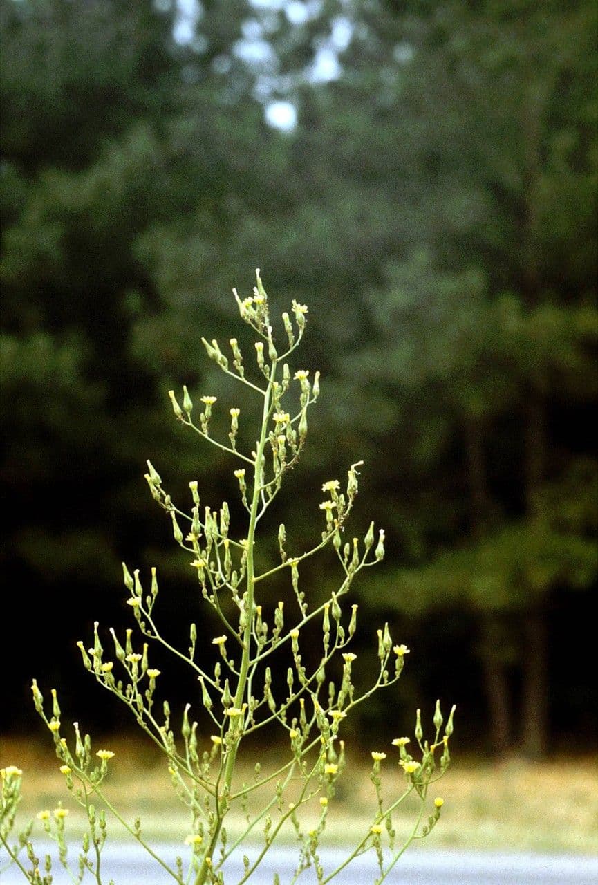 Lattuga pelosa 8