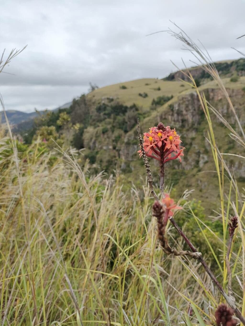 Epidendrum 6