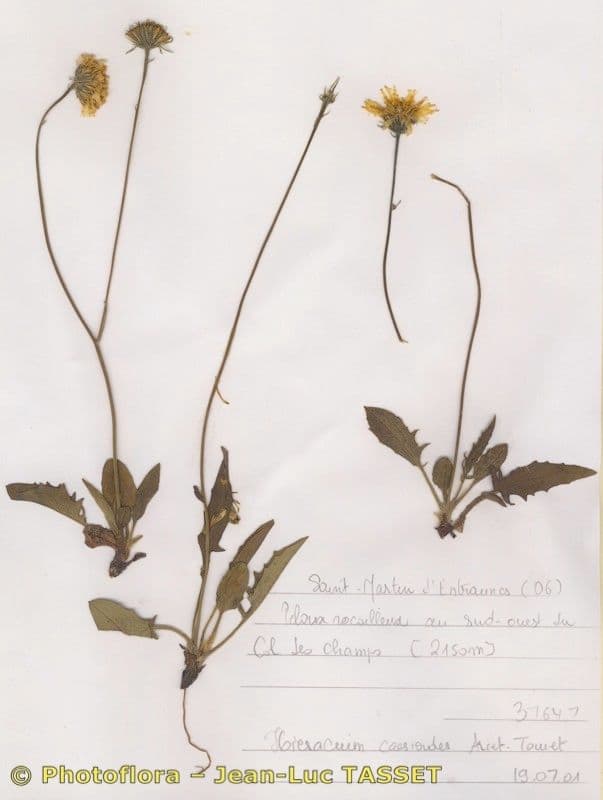 Hieracium caesioides
