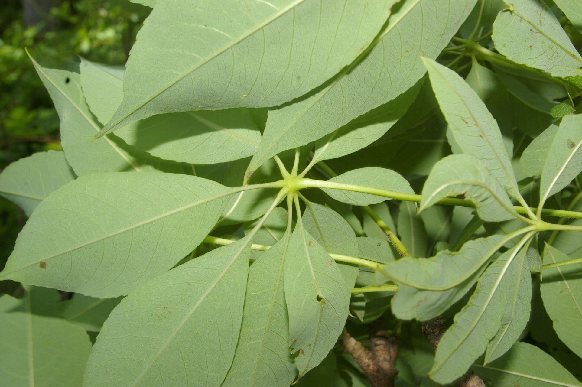 Pochote 7