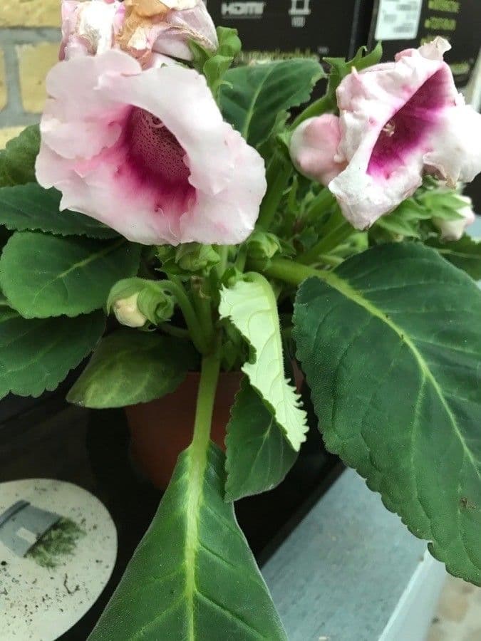 Gloxinia 4