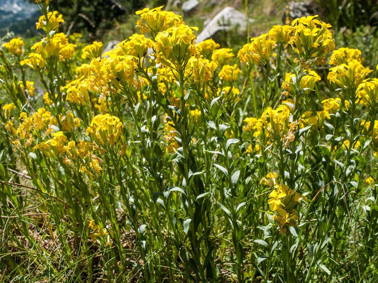 Erysimum di Drenowski 2