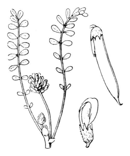Astragalus depressus 20