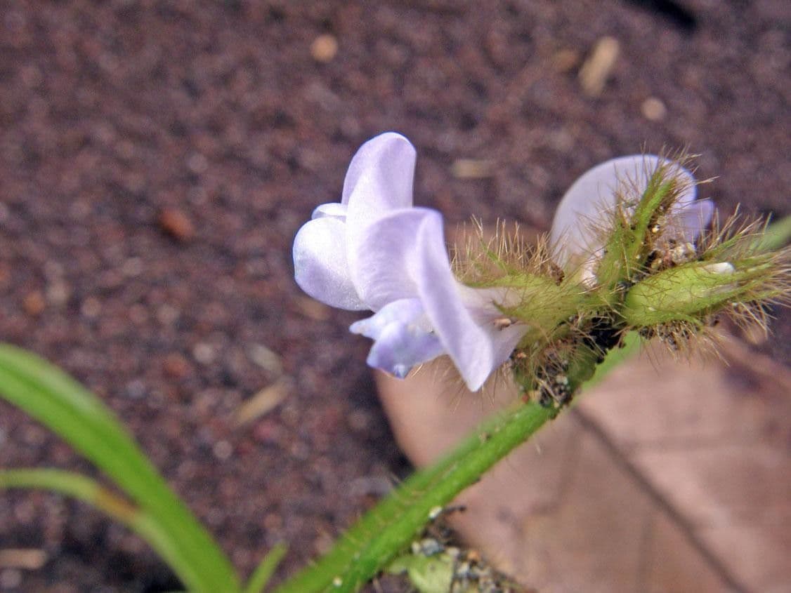Calopogonium 8