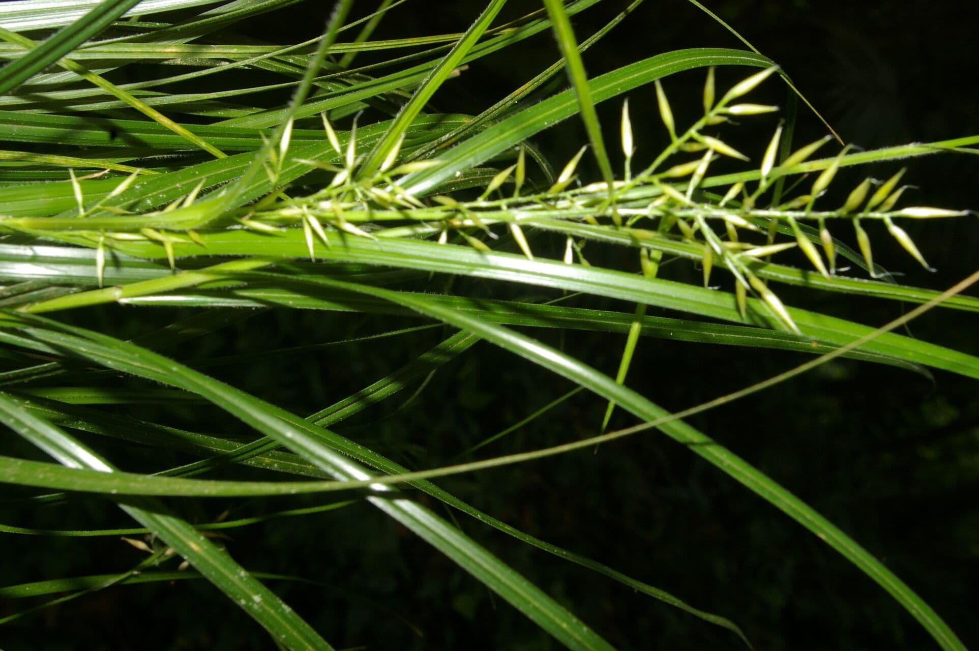 Rhynchospora 4